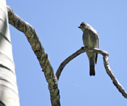 Western Wood Pewee 9958